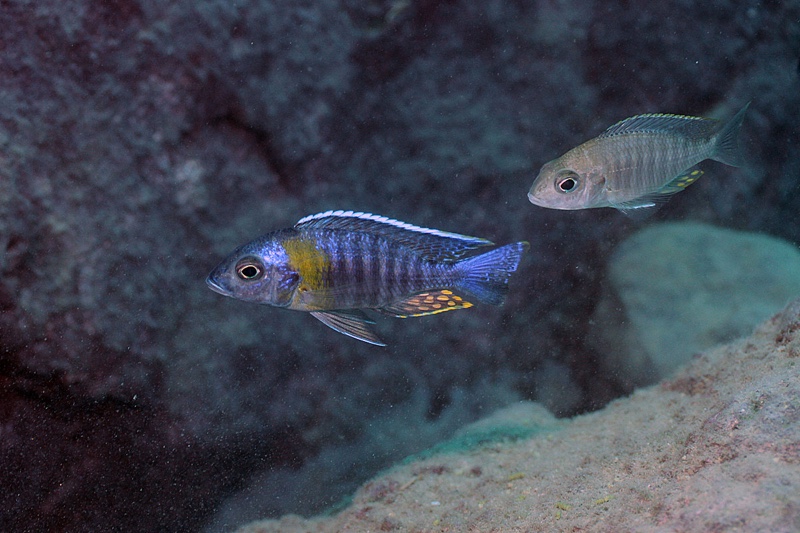 Aulonocara sp. 'yellow collar' Thumbi West Island